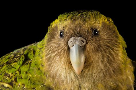 1. The Kakapo: A Flightless Parrot with Nocturnal Prowess