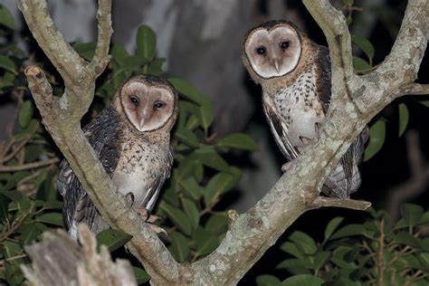 1. The Masked Owl: 2 Eyes That Pierce the Night