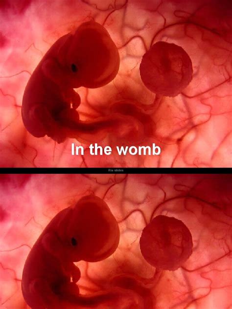 1. The Miracle of Creation: Conception and Embryonic Development