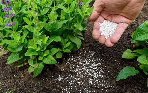 1. The Need for Fertilizers