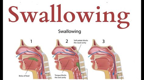 1. The Power of Swallowing