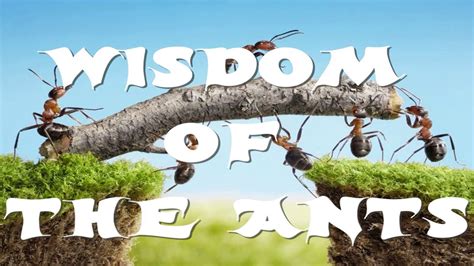 1. The Wisdom of the Ant: A Lesson in Perseverance