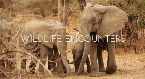 1. Through Wild Encounters