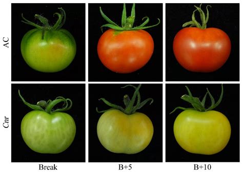 1. Tomato-Specific Blends