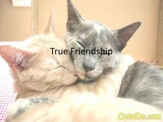 1. True Companionship: