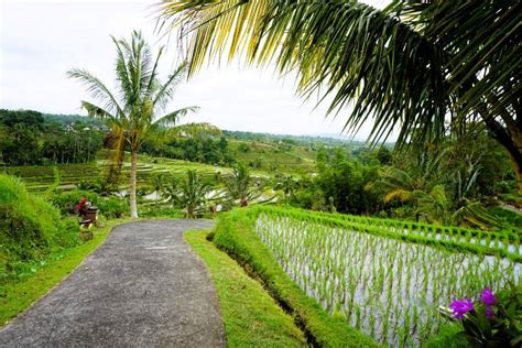 1. Ubud: The Cultural Heart of Bali