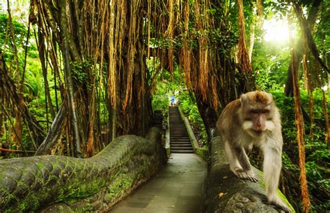 1. Ubud Monkey Forest (Sacred Monkey Forest Sanctuary)