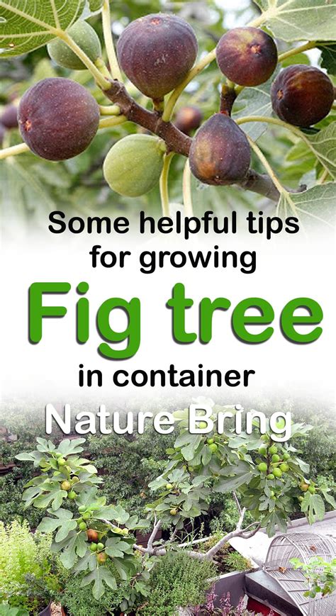 1. Understand Fig Tree Nutrient Needs