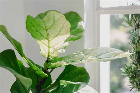 1. Understand Your Fiddle Leaf Fig's Nutrient Requirements