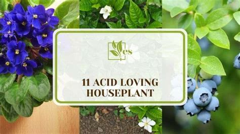 1. Understanding Acid-Loving Plants