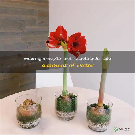 1. Understanding Amaryllis' Nutrient Needs