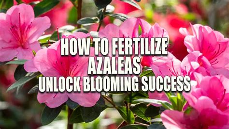 1. Understanding Azaleas' Fertilizer Requirements: