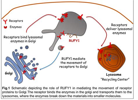 1. Understanding Ionopores