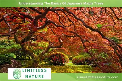 1. Understanding Japanese Maple Nutritional Needs