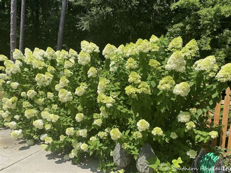 1. Understanding Limelight Hydrangea Fertility Needs