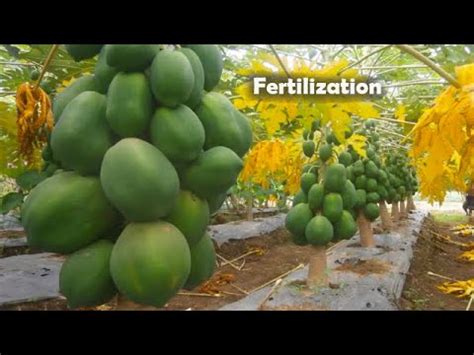 1. Understanding Papaya Tree Fertilizer Needs