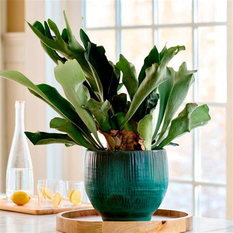 1. Understanding Staghorn Fern Nutritional Needs