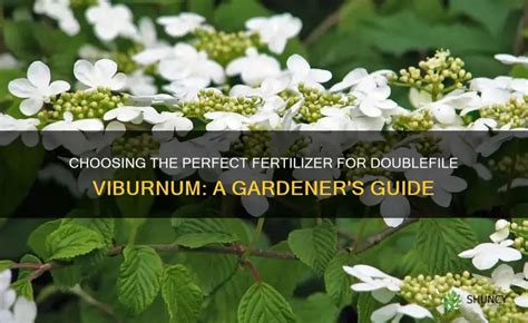 1. Understanding Viburnum Fertilizer Needs