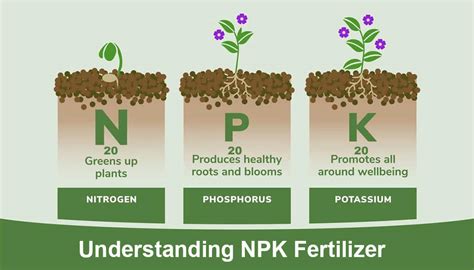 1. Understanding Your Fertilizer Needs