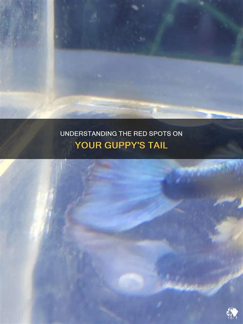 1. Understanding the Guppy's Tail: An Overview