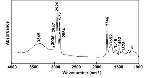 1. Understanding the Hazelnut Spectrum