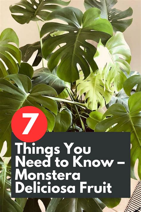 1. Understanding the Monstera's Nutritional Needs