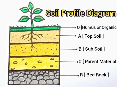 1. Understanding the Naples Soil Profile