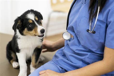 1. Unexpected Veterinary Expenses: