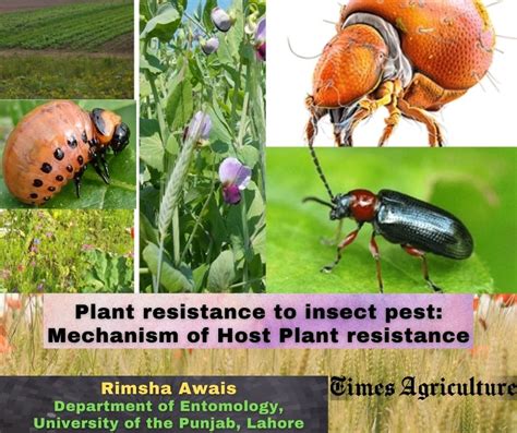 1. Unrivaled Resistance to Pests and Diseases: