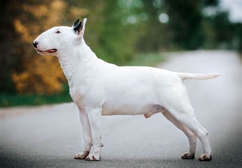 1. Unveiling the English Bull Terrier's Unique Traits