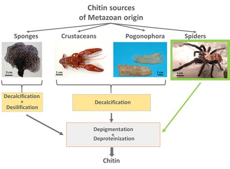 1. Unveiling the Nature of Chitin