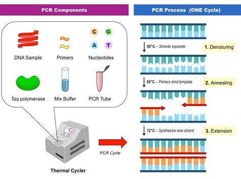 1. Unveiling the Secrets of DNA: PCR Amplification