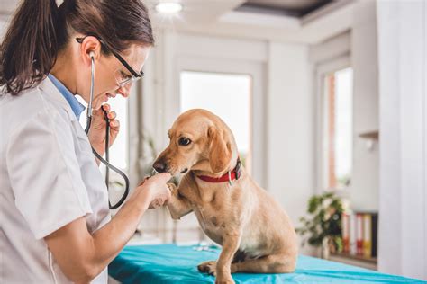 1. Veterinary Care: