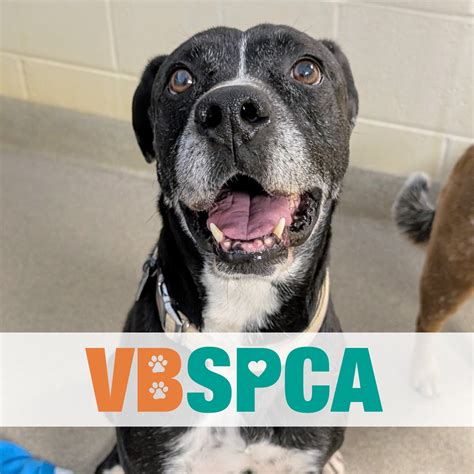 1. Virginia Beach SPCA