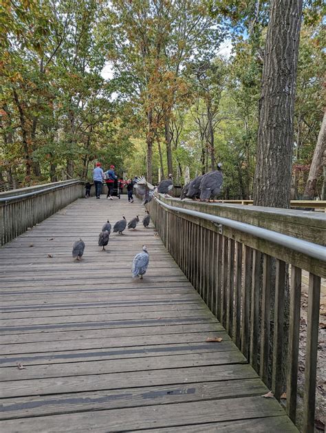 1. Visit the Cape May County Park & Zoo