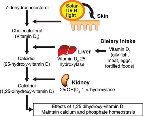 1. Vitamin D Production: