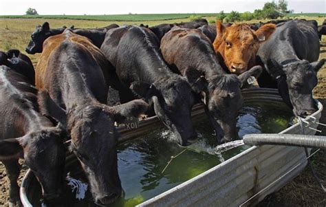 1. Watering livestock