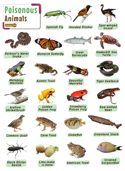 1. What are the most common venomous creatures?