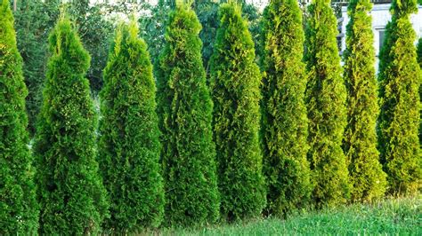 1. When to Fertilize Arborvitae Trees