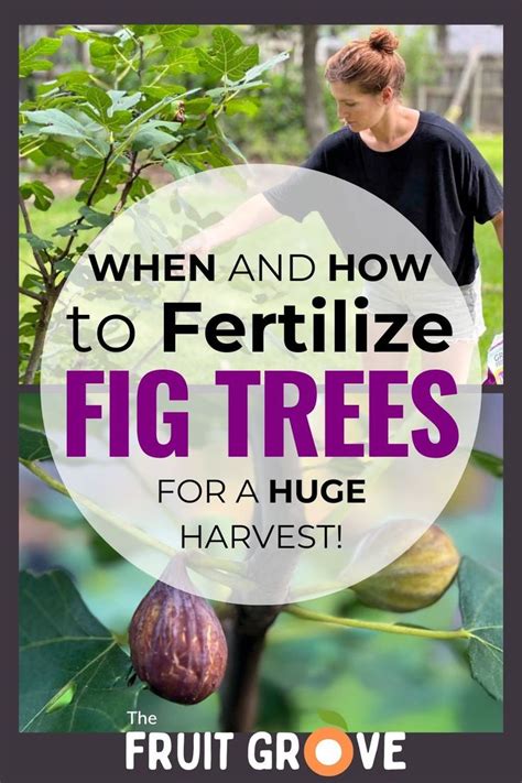 1. When to Fertilize Fig Trees