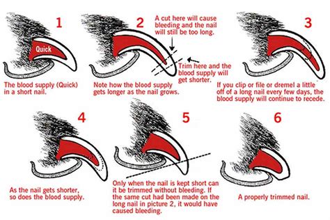 1. Why Cutting Your Dog's Toenails Matters