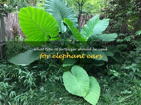 1. Why Fertilization Matters for Elephant Ears