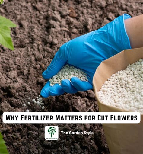 1. Why Fertilizer Matters for Bulbs