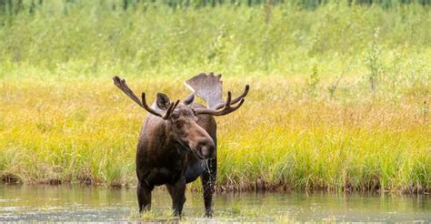 1. Wildlife Encounters: Admire from a Distance