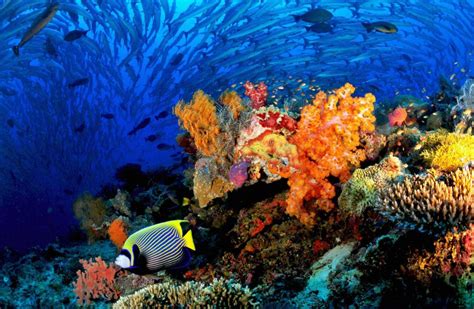 1. World-Class Scuba Diving