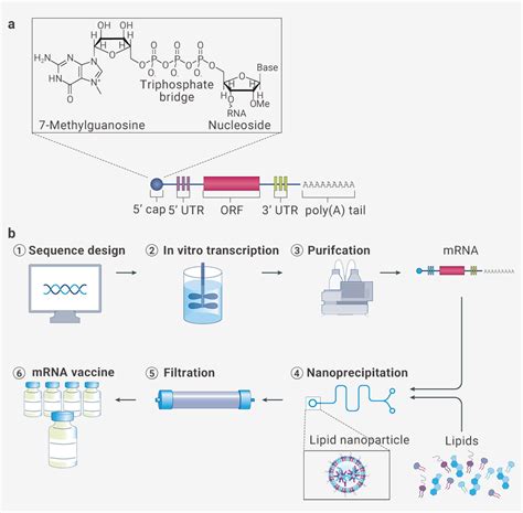 1. mRNA 疫苗