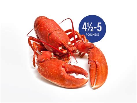 1.5-pound live Maine lobster: