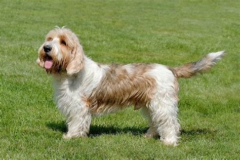 10,000+ Amazing Facts About Basset Griffon Vendéen Petit Puppies