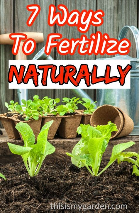 10,000+ Amazing Ways to Fertilize Your Organic Garden Naturally