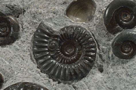 10,000+ Ammonites for Sale: A Comprehensive Guide for Fossil Collectors